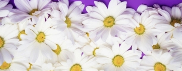 daisyspicks